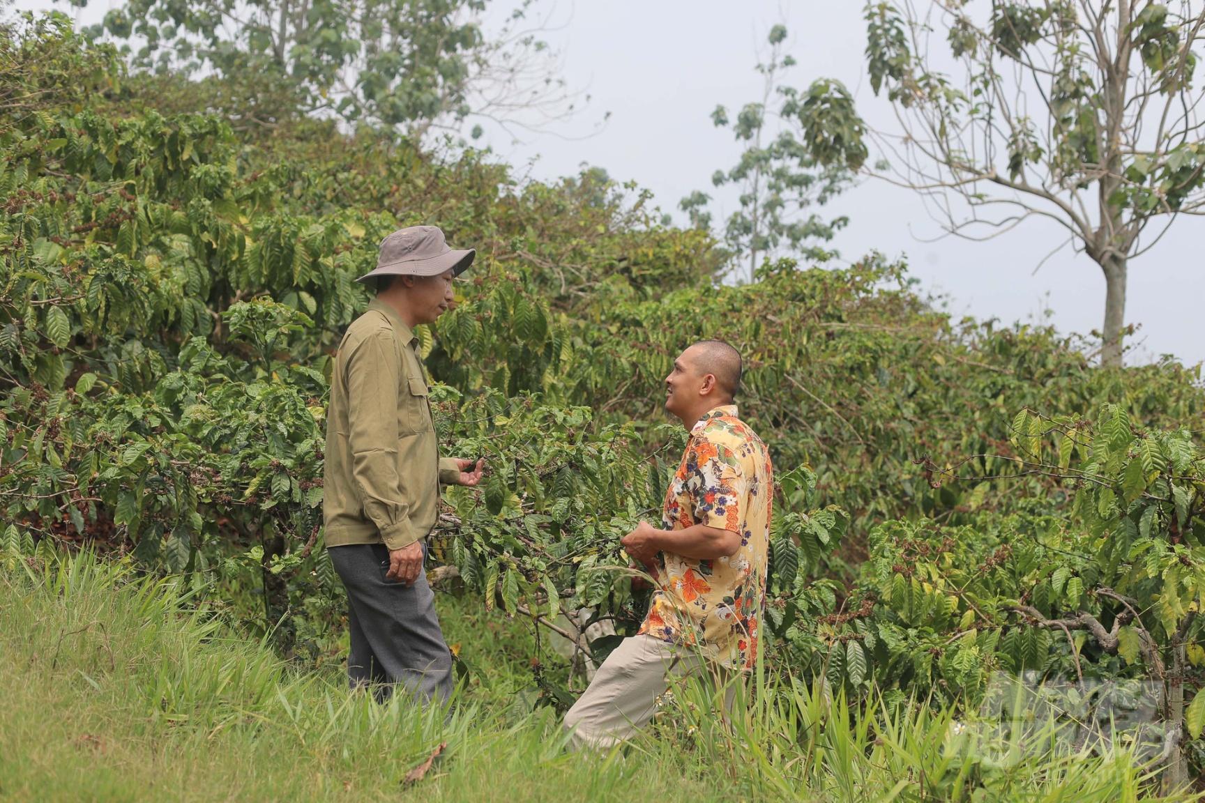 Công ty Nông sản thực phẩm hữu cơ Việt Nam sản xuất 35ha cà phê hữu cơ ở huyện Di Linh (Lâm Đồng). Trong đó, sản phẩm nhân robusta của doanh nghiệp này đang được thị trường tiêu thụ với giá 280.000 đồng/kg. Ảnh: Minh Hậu.