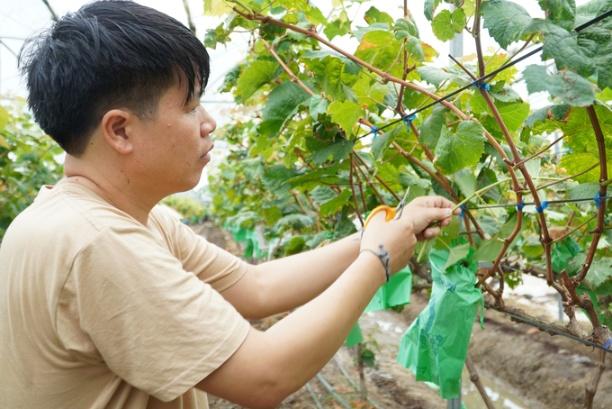 Anh Yên cắt tỉa, bọc các chùm nho trong giai đoạn phát triển để ngăn sâu bệnh gây hại và ảnh hưởng của thời tiết. Ảnh: Lâm Hùng.