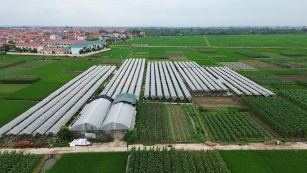 Toàn cảnh vườn nho của anh Yên nhìn từ trên cao. Ảnh: Lâm Hùng.