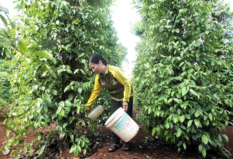 Đẩy mạnh xuất khẩu sản phẩm từ cây công nghiệp Chăm sóc cây hồ tiêu tại thị xã Buôn Hồ, tỉnh Đắk Lắk.