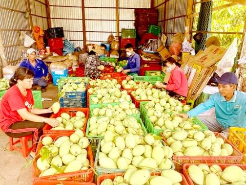 Nhiều loại trái cây ở ĐBSCL được cấp mã số vùng trồng cần được tăng cường kiểm soát chất lượng để xuất khẩu bền vững. Ảnh: VĨNH TƯỜNG ảnh 1