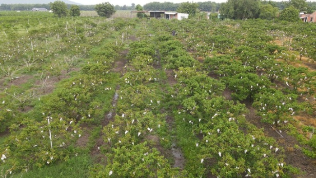 Tây Ninh có 15 mã số vùng trồng trái cây xuất khẩu - Ảnh 1.