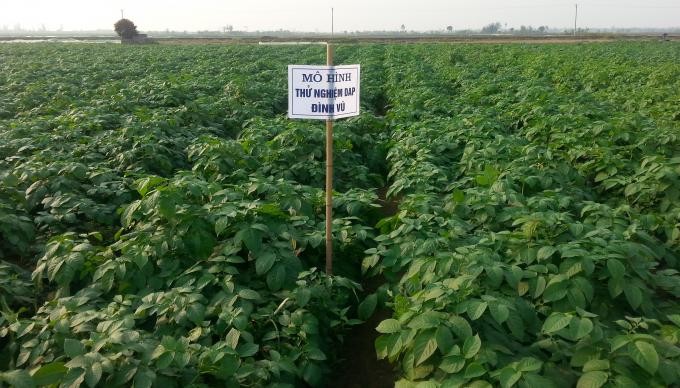 Phân bón DAP Đình Vũ: Hiệu quả vượt trội cho cây trồng Phân bón DAP Đình Vũ: Hiệu quả vượt trội cho cây trồng