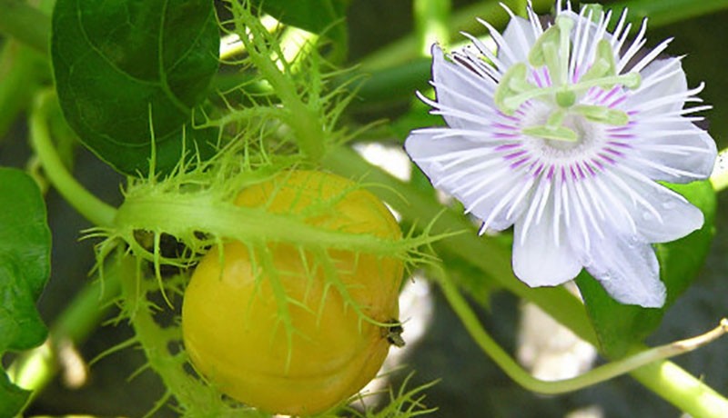 Công dụng “thần dược” của cây lạc tiên Công dụng “thần dược” của cây lạc tiên