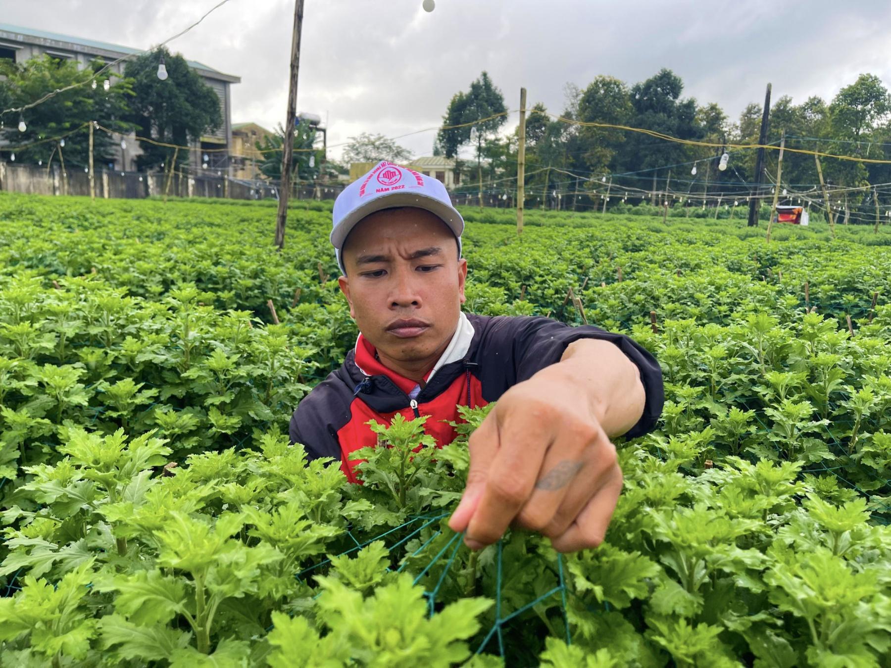 nông dân chạy đua với thời gian chăm sóc hoa cúc bán tết Nguyên đán