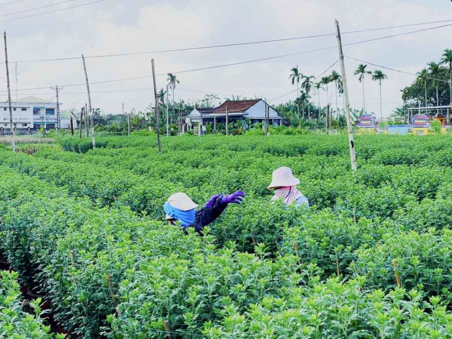 Những ngày này, nông dân ở xã Nghĩa Hiệp (huyện Tư Nghĩa) - vựa cúc Tết lớn nhất miền Trung đang tất bật chăm sóc hoa để kịp bánTết Nguyên đán Giáp Thìn 2024. Năm nay thời tiết thuận lợi, lũ lụt mưa bão ít nên quá trình trồng hoa ít khó khăn hơn những năm trước. Tuy nhiên, phân bón, điện, thuốc bảo vệ thực vật tăng cao