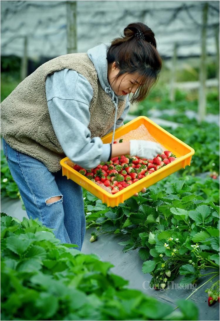 Sơn La: Khuyến khích trồng dâu tây Mộc Châu theo tiêu chuẩn VietGAP để nâng cao giá trị sản phẩm Sơn La: Khuyến khích trồng dâu tây Mộc Châu theo tiêu chuẩn VietGAP để nâng cao giá trị sản phẩm