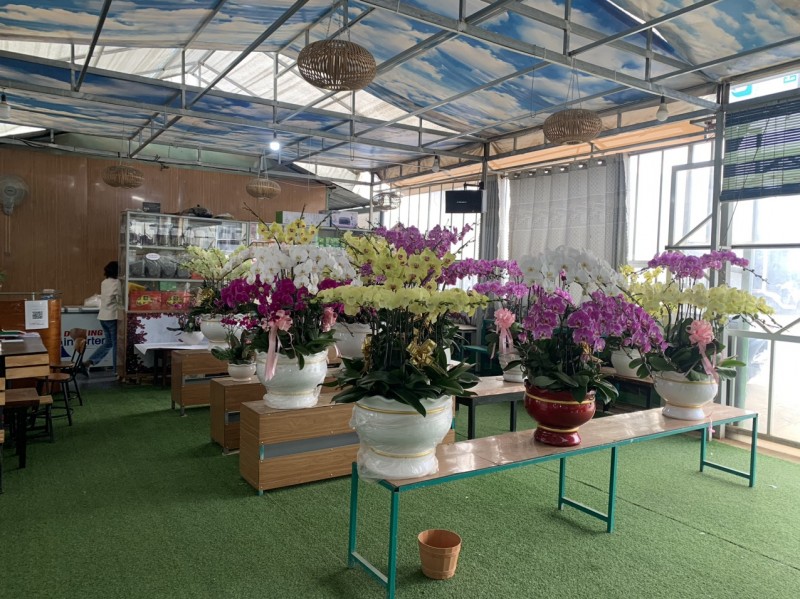 Lâm Đồng: Thị trường hoa Tết trầm lắng, nông dân Đà Lạt thấp thỏm Lâm Đồng: Thị trường hoa Tết trầm lắng, nông dân Đà Lạt thấp thỏm