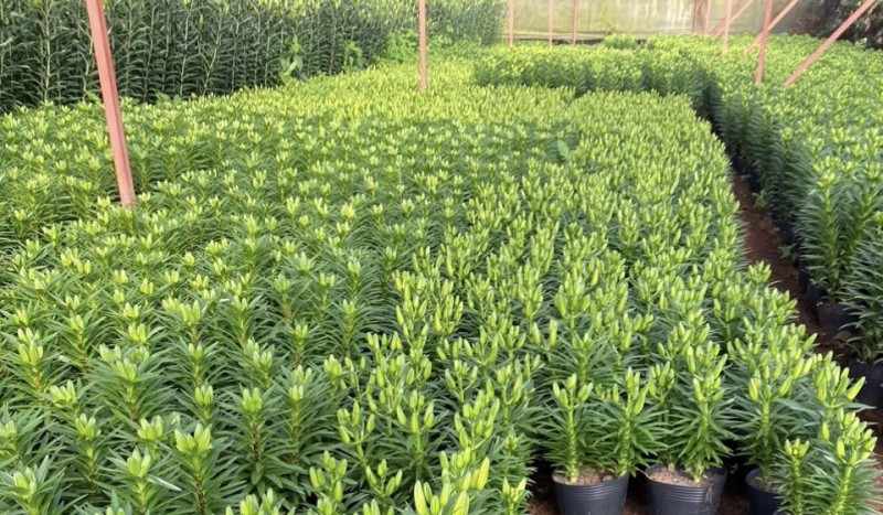 Lâm Đồng: Thị trường hoa Tết trầm lắng, nông dân Đà Lạt thấp thỏm Lâm Đồng: Thị trường hoa Tết trầm lắng, nông dân Đà Lạt thấp thỏm