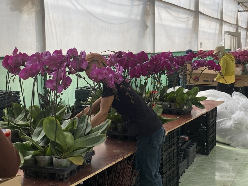 Lâm Đồng: Thị trường hoa Tết trầm lắng, nông dân Đà Lạt thấp thỏm Lâm Đồng: Thị trường hoa Tết trầm lắng, nông dân Đà Lạt thấp thỏm