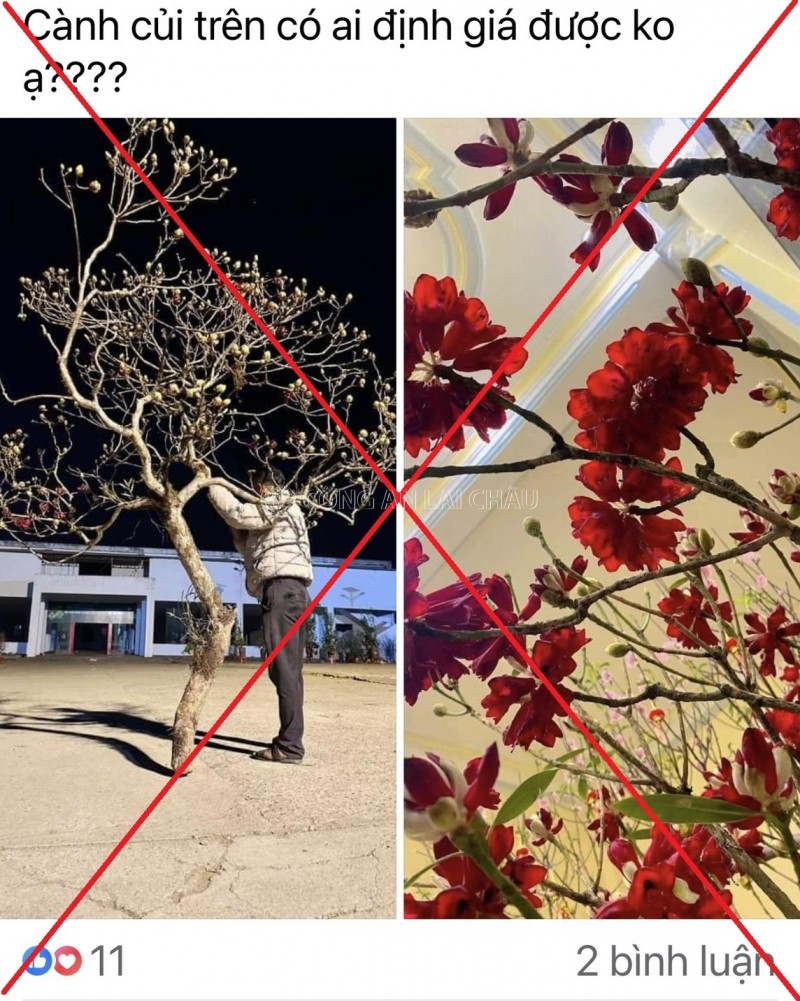 Lai Châu: Ngăn chặn nạn chặt phá, mua bán cây Đỗ Quyên hoang dã trên núi Putaleng Lai Châu: Ngăn chặn nạn chặt phá, mua bán cây Đỗ Quyên hoang dã trên núi Putaleng