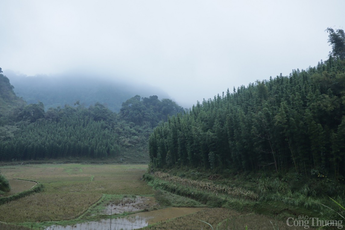 Hòa Bình: Cây thoát nghèo ở xã đặc biệt khó khăn Ngổ Luông Hòa Bình: Cây thoát nghèo ở xã đặc biệt khó khăn Ngổ Luông