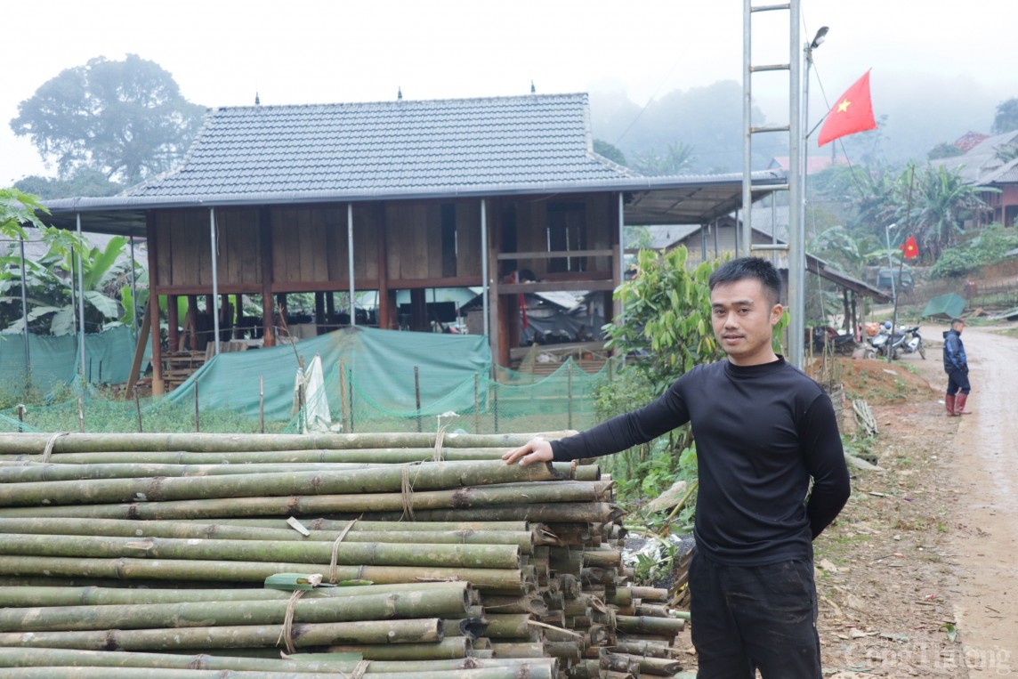 Hòa Bình: Cây thoát nghèo ở xã đặc biệt khó khăn Ngổ Luông Hòa Bình: Cây thoát nghèo ở xã đặc biệt khó khăn Ngổ Luông