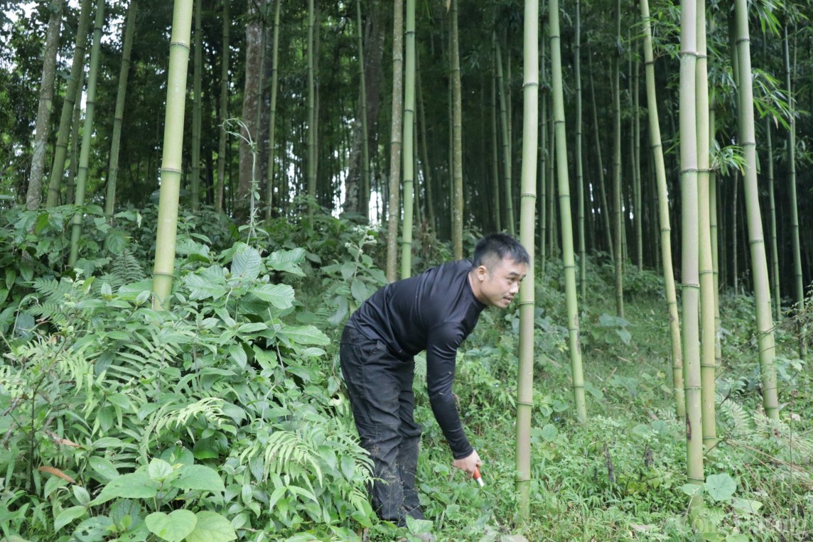 Hòa Bình: Cây thoát nghèo ở xã đặc biệt khó khăn Ngổ Luông Hòa Bình: Cây thoát nghèo ở xã đặc biệt khó khăn Ngổ Luông