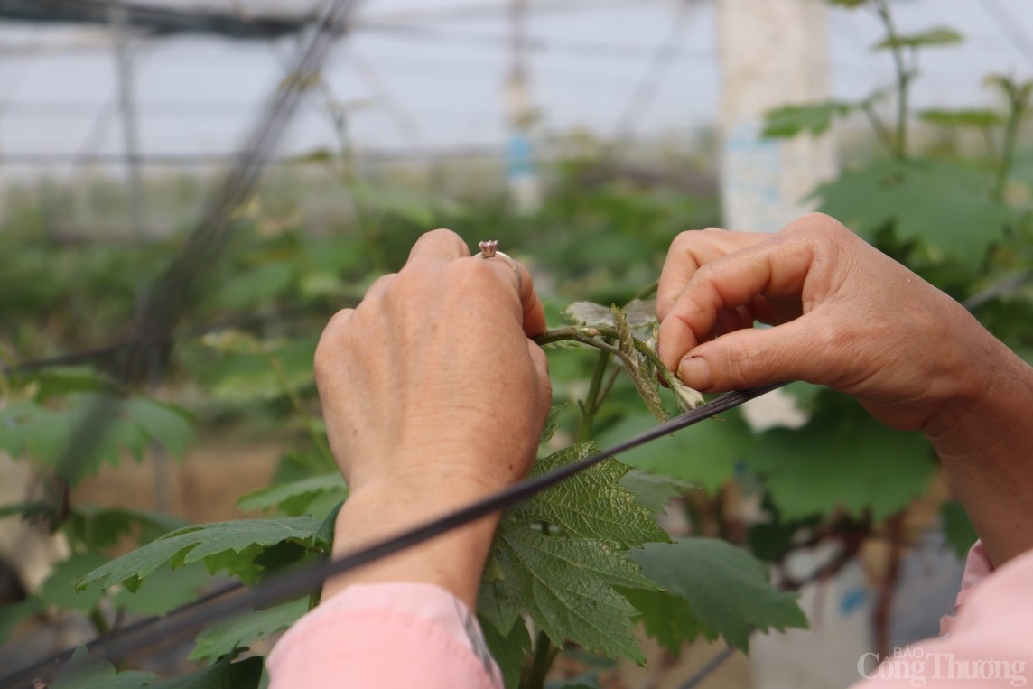 Trở thành tỷ phú nhờ trồng nho Hạ Đen Trở thành tỷ phú nhờ trồng nho Hạ Đen