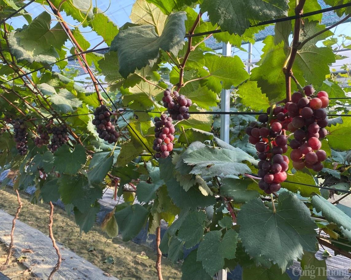 Người nông dân Hải Dương “làm giàu từ đất”, thành tỷ phú nhờ trồng nho Hạ Đen Người nông dân Hải Dương “làm giàu từ đất”, thành tỷ phú nhờ trồng nho Hạ Đen