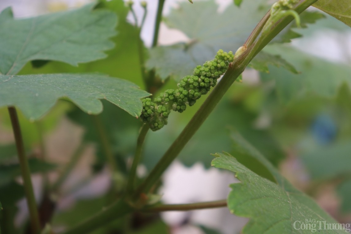 Trở thành tỷ phú nhờ trồng nho Hạ Đen Trở thành tỷ phú nhờ trồng nho Hạ Đen