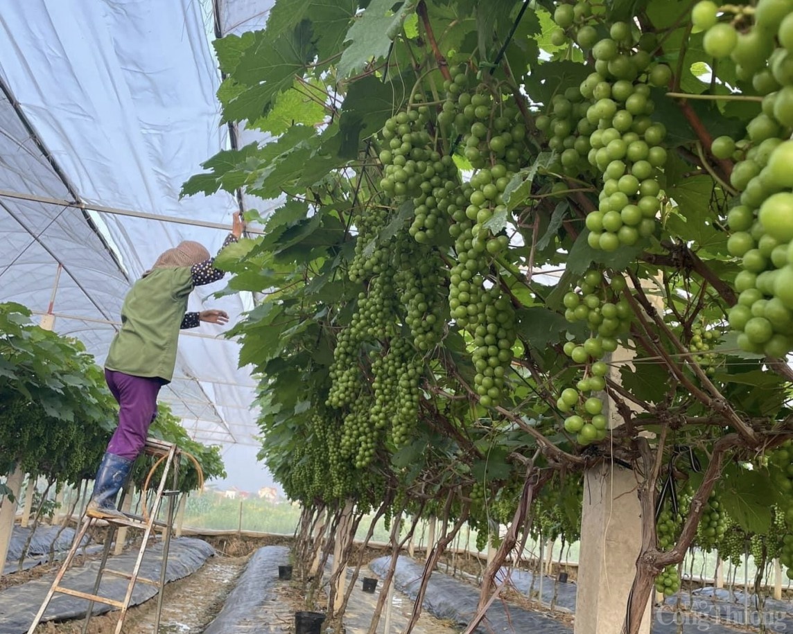 Trở thành tỷ phú nhờ trồng nho Hạ Đen Trở thành tỷ phú nhờ trồng nho Hạ Đen