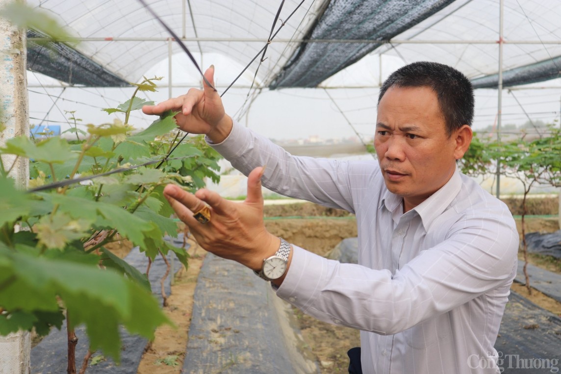 Trở thành tỷ phú nhờ trồng nho Hạ Đen Trở thành tỷ phú nhờ trồng nho Hạ Đen