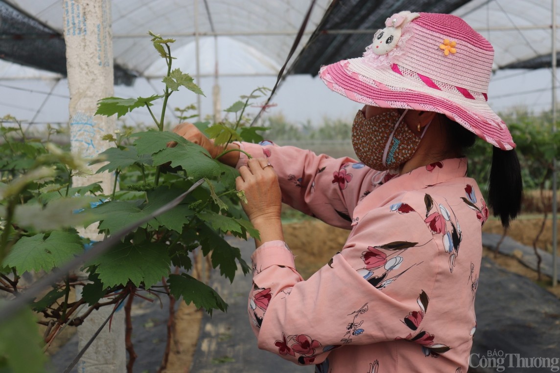 Người nông dân Hải Dương “làm giàu từ đất”, thành tỷ phú nhờ trồng nho Hạ Đen Người nông dân Hải Dương “làm giàu từ đất”, thành tỷ phú nhờ trồng nho Hạ Đen