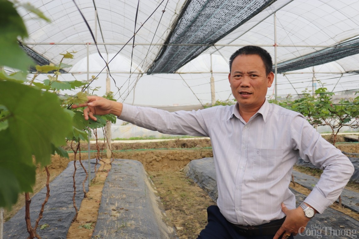 Trở thành tỷ phú nhờ trồng nho Hạ Đen Trở thành tỷ phú nhờ trồng nho Hạ Đen