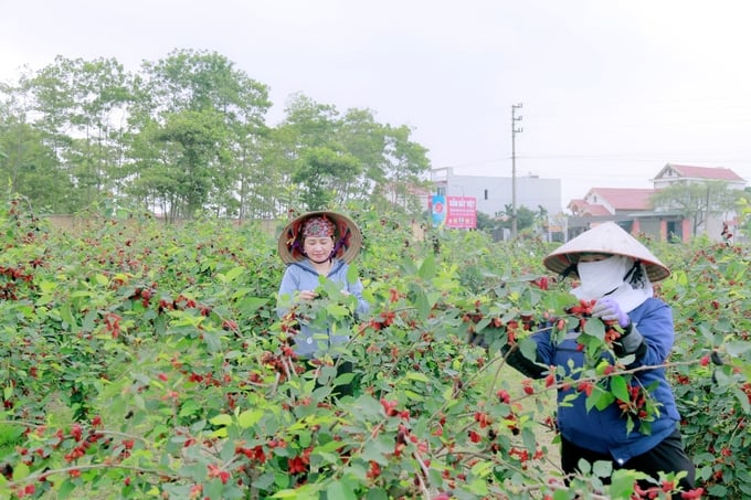 Người dân phường Tràng An (thị xã Đông Triều, tỉnh Quảng Ninh) thu hoạch dâu tằm. Ảnh: Nguyễn Thành.
