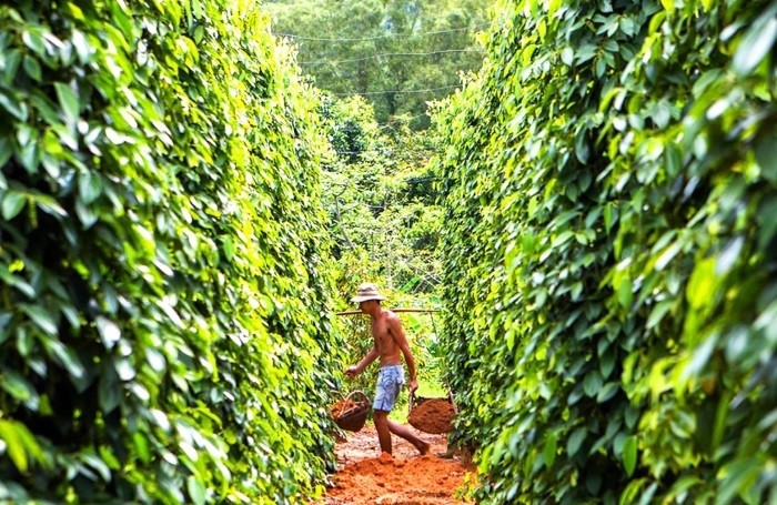 Giá tiêu hôm nay 25/6/2024: Giá tiêu hôm nay 25/6/2024: