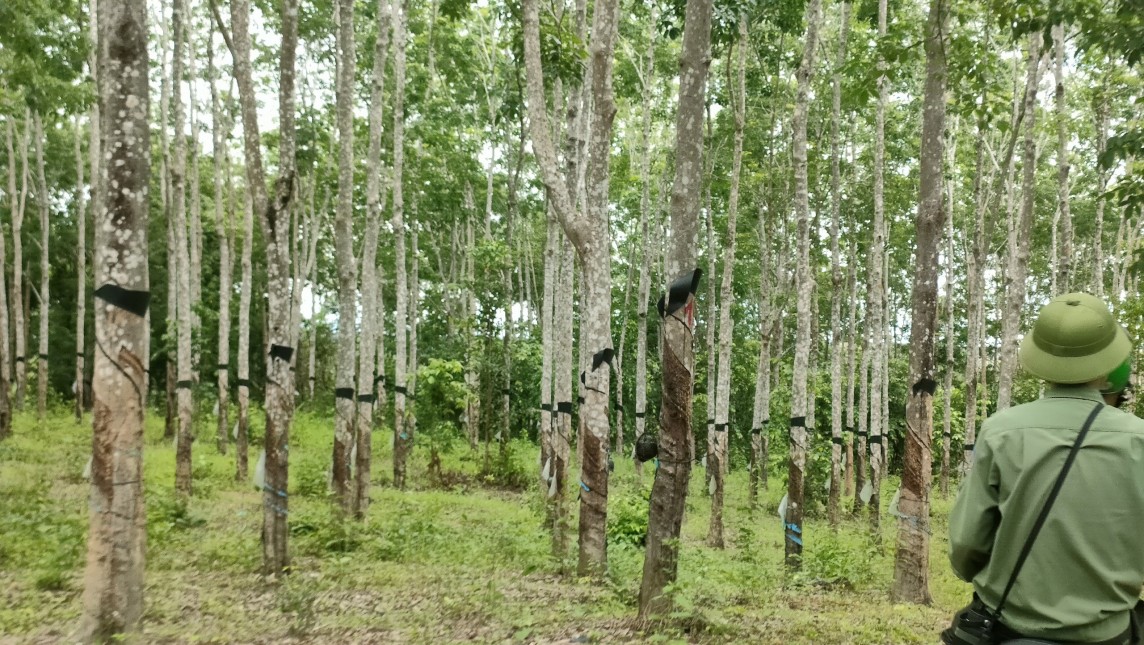 Gia Lai: Điều tra vụ 359ha cao su 'vô chủ' trên đất rừng Gia Lai: Điều tra vụ 359ha cao su 'vô chủ' trên đất rừng