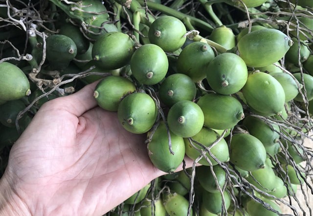 Giá nông sản hôm nay ngày 8/7/2024: Giá tiêu neo ở mức cao; thị sáp đầu mùa giá cao kỷ lục Giá nông sản hôm nay ngày 8/7/2024: Giá tiêu neo ở mức cao; thị sáp đầu mùa giá cao kỷ lục