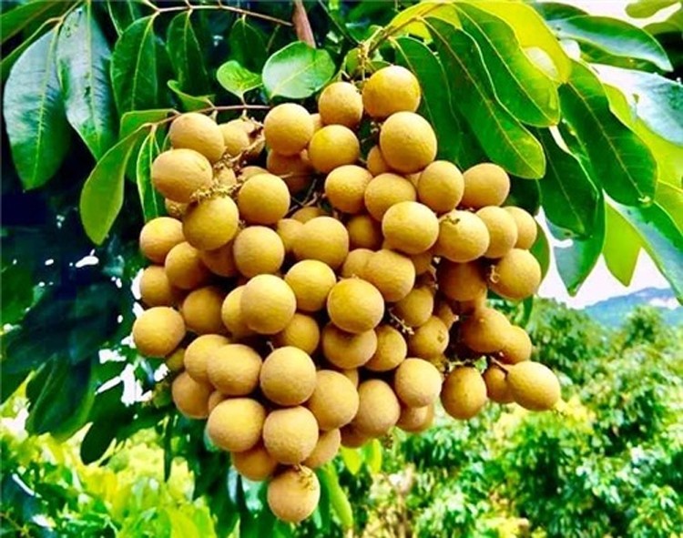 Giá nông sản hôm nay ngày 8/7/2024: Giá tiêu neo ở mức cao; thị sáp đầu mùa giá cao kỷ lục Giá nông sản hôm nay ngày 8/7/2024: Giá tiêu neo ở mức cao; thị sáp đầu mùa giá cao kỷ lục