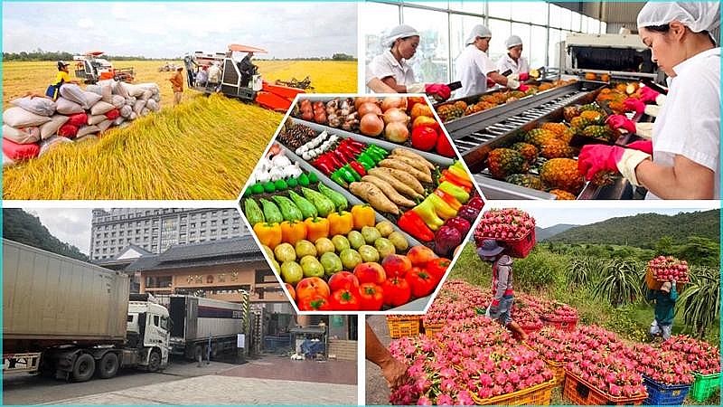 Trong nhóm hàng nông sản có nhiều mặt hàng hàng năm Trung Quốc đều nhập khẩu trên 20 tỉ USD như: trái cây, thủy hải sản, ngũ cốc (gạo)...