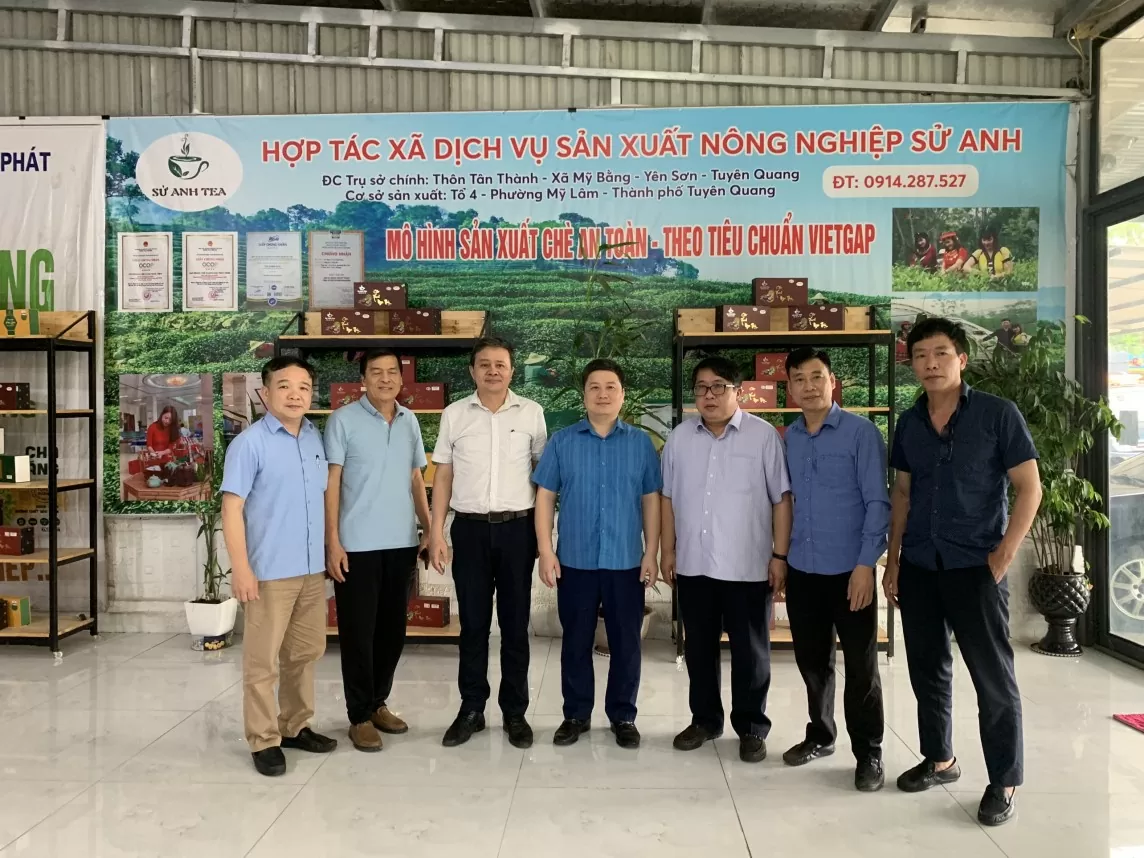 'Cầu nối khuyến công' - nâng tầm giá trị sản phẩm chè truyền thống Tuyên Quang 'Cầu nối khuyến công' - nâng tầm giá trị sản phẩm chè truyền thống Tuyên Quang