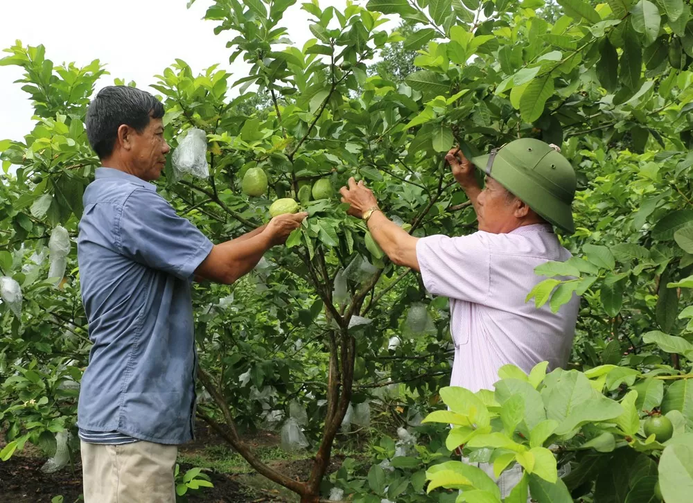 Mô hình trồng ổi của hộ ông Vũ Minh Thường (xã Sơn Dương, huyện Hoành Bồ) cho thu nhập hàng trăm triệu đồng/năm.