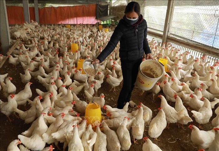 Trang trại chăn nuôi của hộ nông dân ở thôn Ngoại, xã Phú Kim, huyện Thạch Thất, Hà Nội. Ảnh minh họa: Vũ Sinh/TTXVN