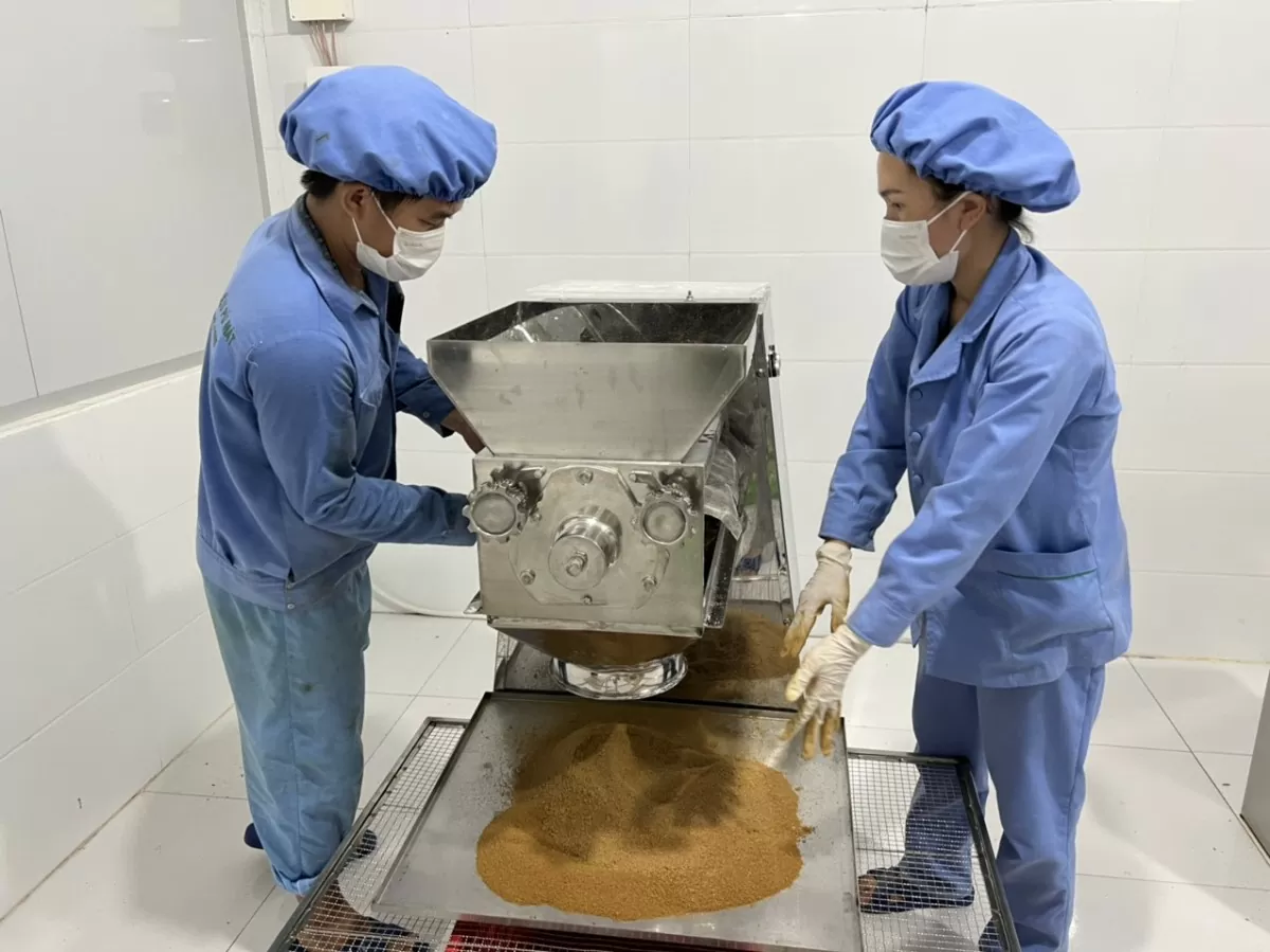 Bà con vùng cao Con Cuông giảm nghèo nhờ cây dược liệu