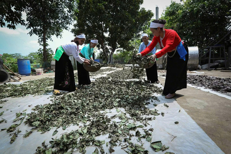 Các thành viên Hợp tác xã Nông nghiệp Yên Trị phơi lá xạ đen. Ảnh: Nguyễn Yến