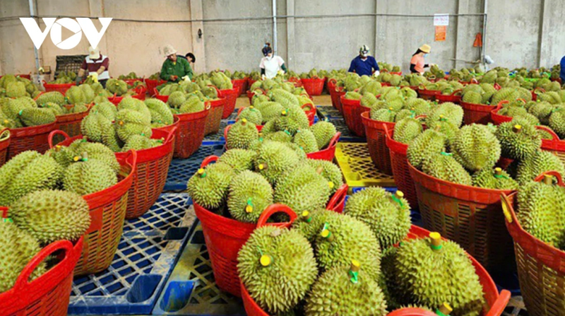 Xuất khẩu rau quả của Việt Nam đang trên đà phục hồi mạnh