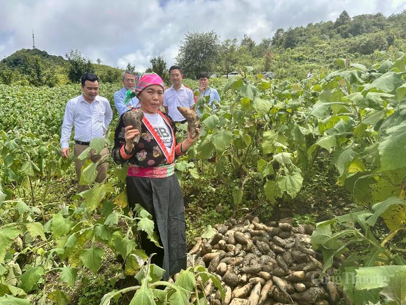 Đại diện Bộ Công Thương - lãnh đạo Cục Thương mại điện tử và Kinh tế số tham quan mô hình trồng khoai sâm - loài cây dược liệu giúp bà con Sìn Hồ (tỉnh Lai Châu) thoát nghèo.