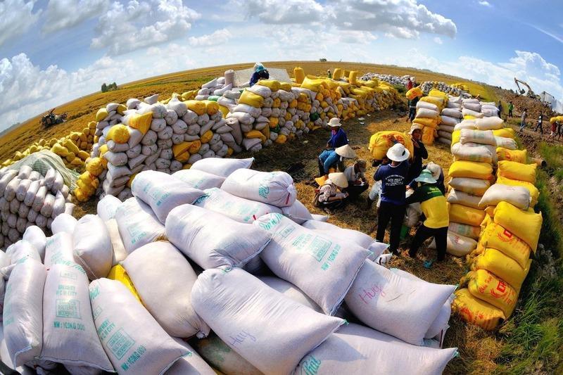 Không để chỉ là ‘đỉnh sóng’, Thủ tướng chỉ đạo bảo đảm vị thế xuất khẩu gạo Việt. Ảnh: Minh họa