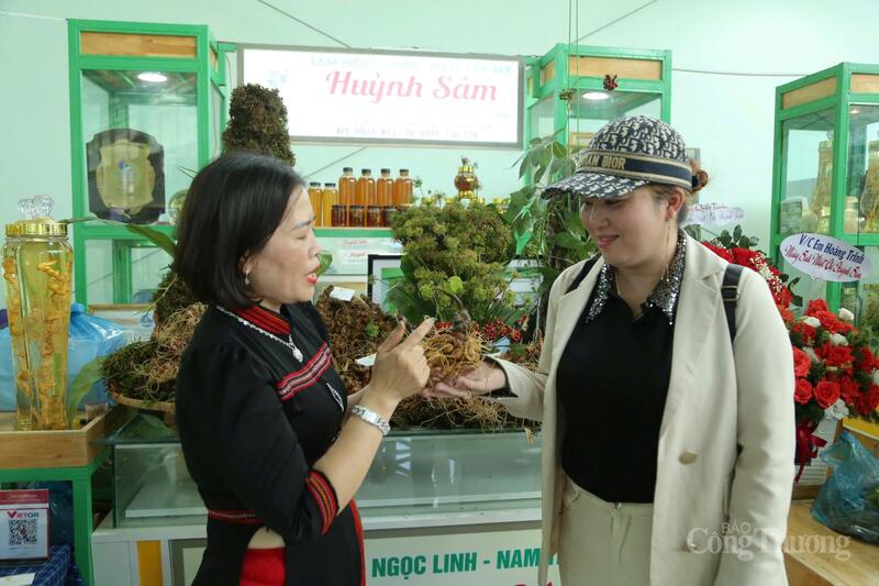 Giới thiệu sản phẩm sâm Ngọc Linh tại phiên chợ sâm Ngọc Linh