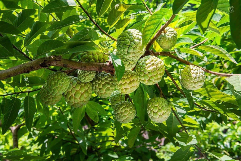 Nhờ phát triển giống na dai, thu nhập người dân xã Cai Kinh ngày càng được cải thiện. Ảnh: Nguyễn Thảo