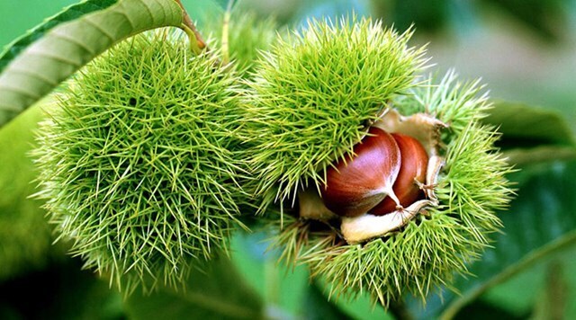 Quả dẻ gai xù xì, chứa 2 - 3 hạt; hạt to, tròn, vỏ nâu bóng phủ lông tơ. Ảnh: Tuấn Anh
