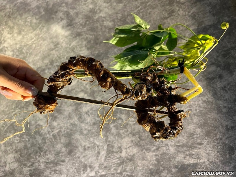 Sâm Lai Châu có nguồn gen đặc biệt quý hiếm đối với Việt Nam và Thế giới, mới chỉ phát hiện thấy duy nhất ở tỉnh Lai Châu.