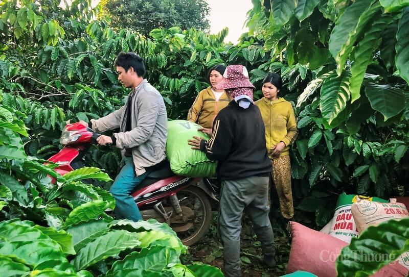 Cà phê sau khi thu hoạch được chất lên xe chở về điểm tập kết. Ảnh: Hiền Mai