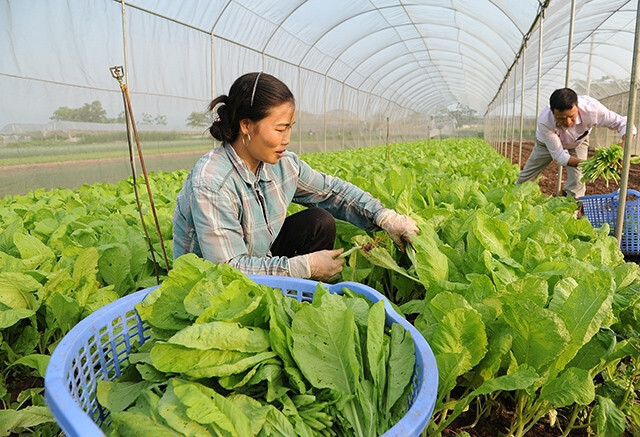 Hà Nội đặt mục tiêu đến năm 2030 sẽ duy trì các vùng rau an toàn chuyên canh quy mô lớn, sản lượng trên 400.000 tấn mỗi năm. Ảnh: Minh Quang.