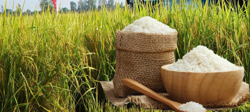 Giá lúa gạo hôm nay ngày 3/12: Gạo ít biến động, lúa tươi vững giá. Ảnh: Thanh Minh.