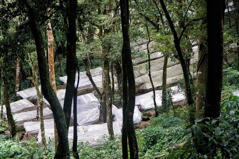 Những luống sâm Ngọc Linh được bảo vệ cẩn thận dưới sự che phủ của cánh rừng. Ảnh: Nguyễn Dương