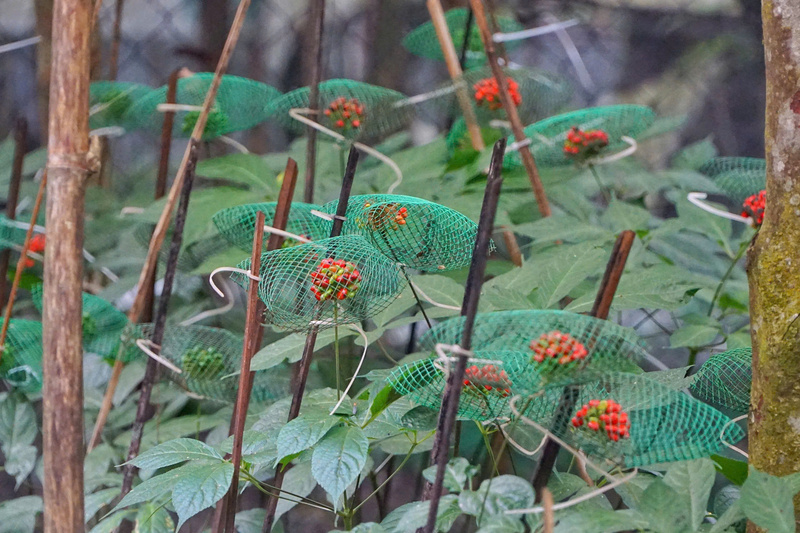 Sâm Ngọc Linh mang lại hiệu quả kinh tế cao, giúp người dân nơi đây cải thiện được kinh tế gia đình. Ảnh: Nguyễn Dương