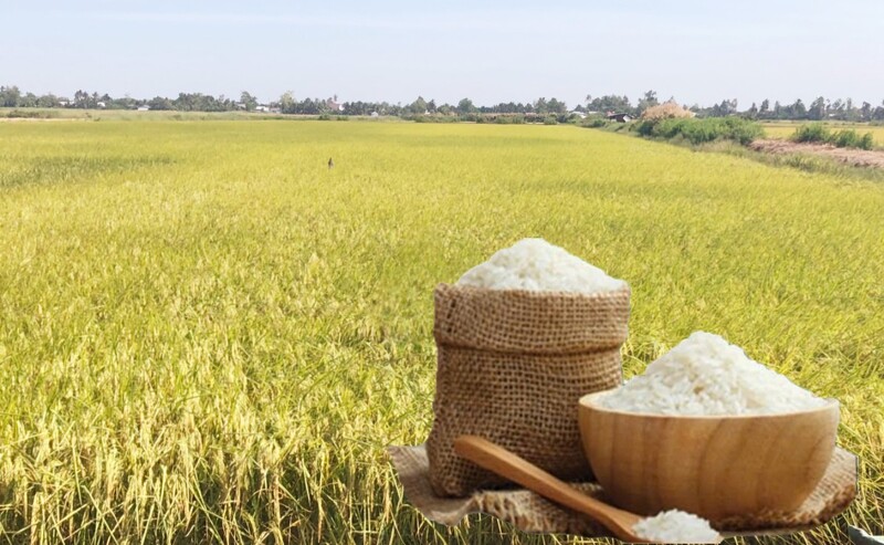 Giá lúa gạo hôm nay ngày 23/12: Thị trường lặng sóng. Ảnh: Thanh Minh.