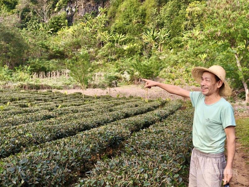 Vùng trồng của Công ty TNHH trà Phan Nhất.